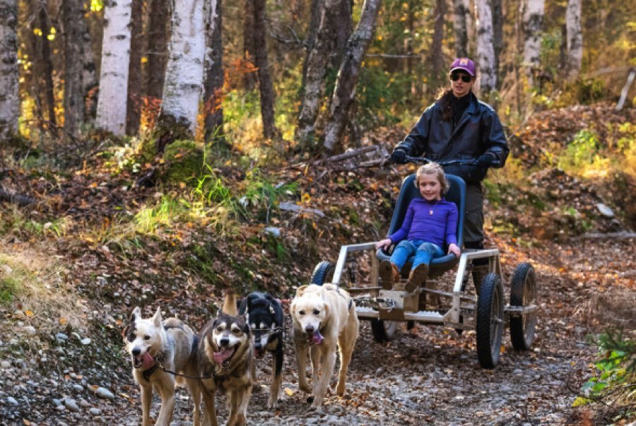 sled dog ride