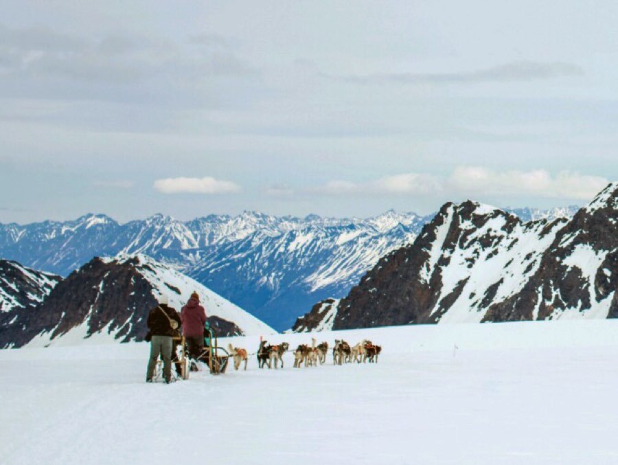 alaskan sled dog team