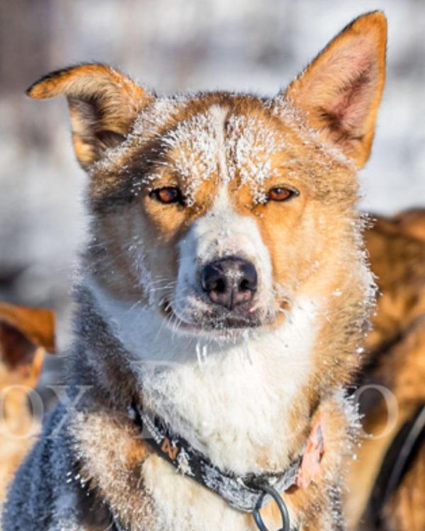 huskie sled dog