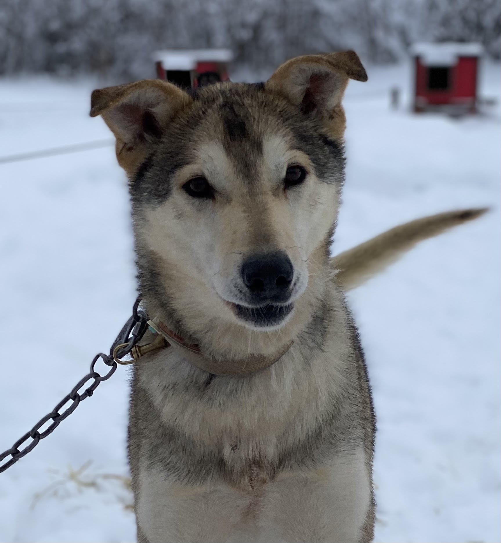 alaska sled dog huskie