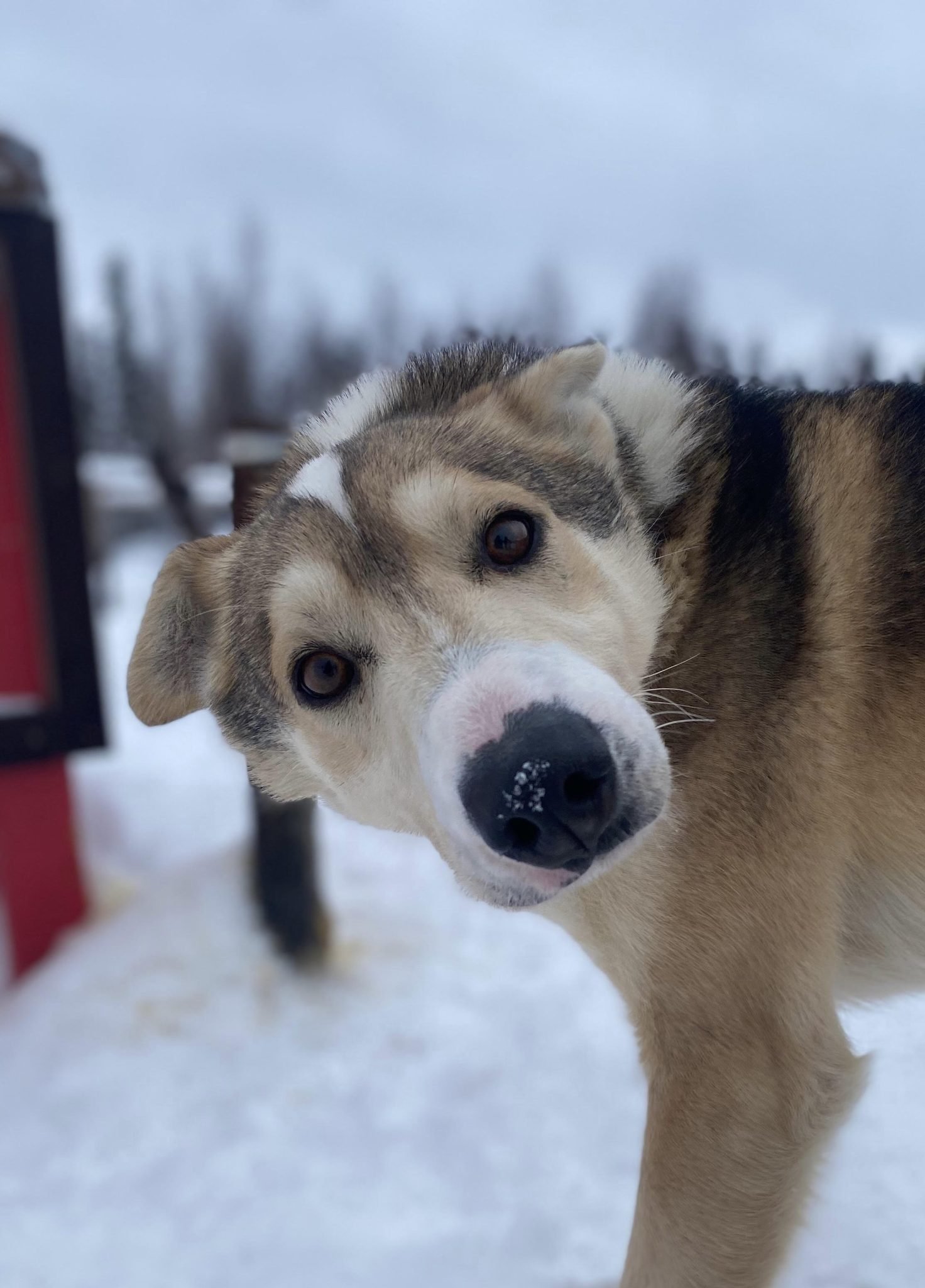 cute sled dog