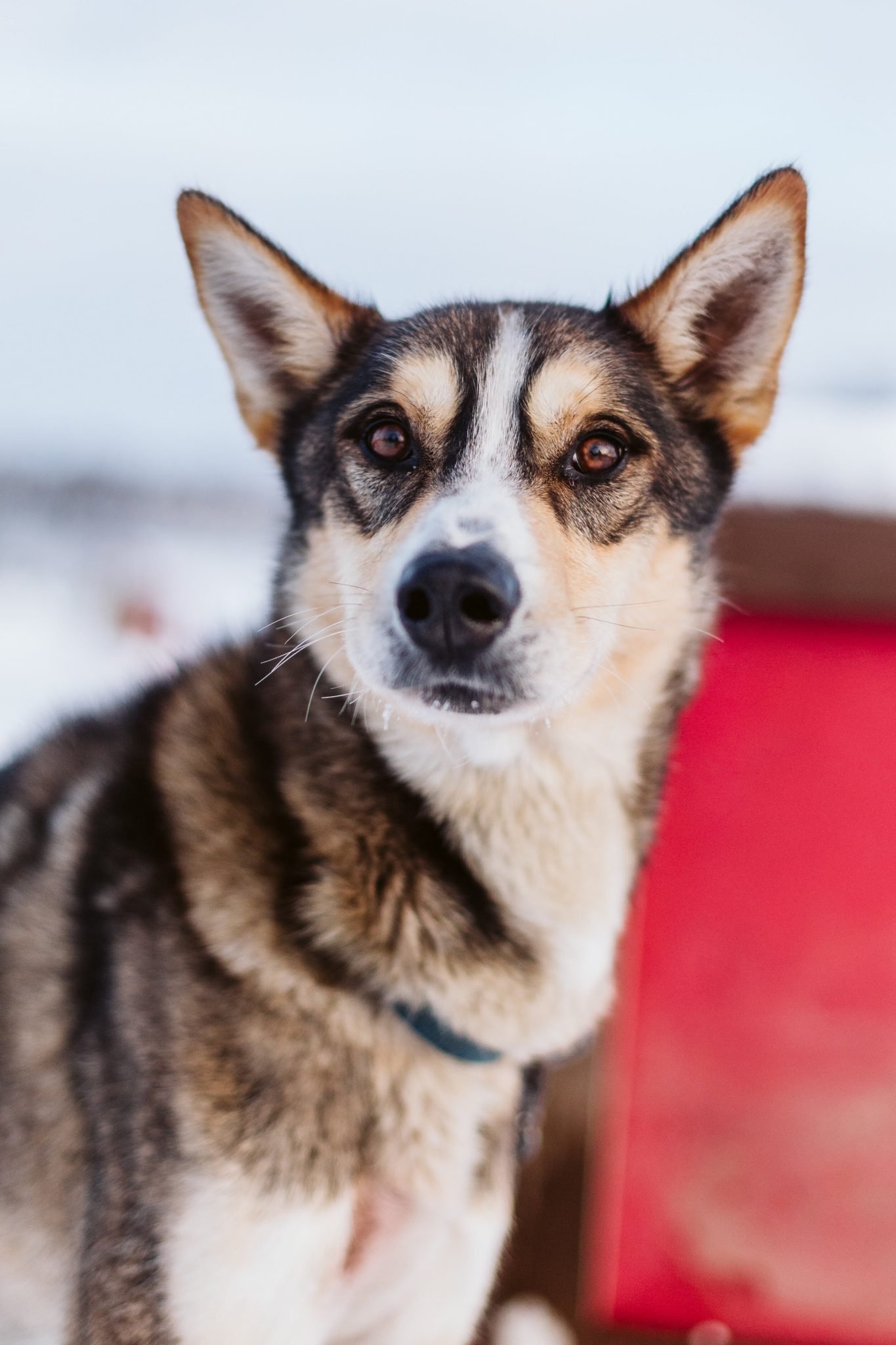 cute alaskan sled dog