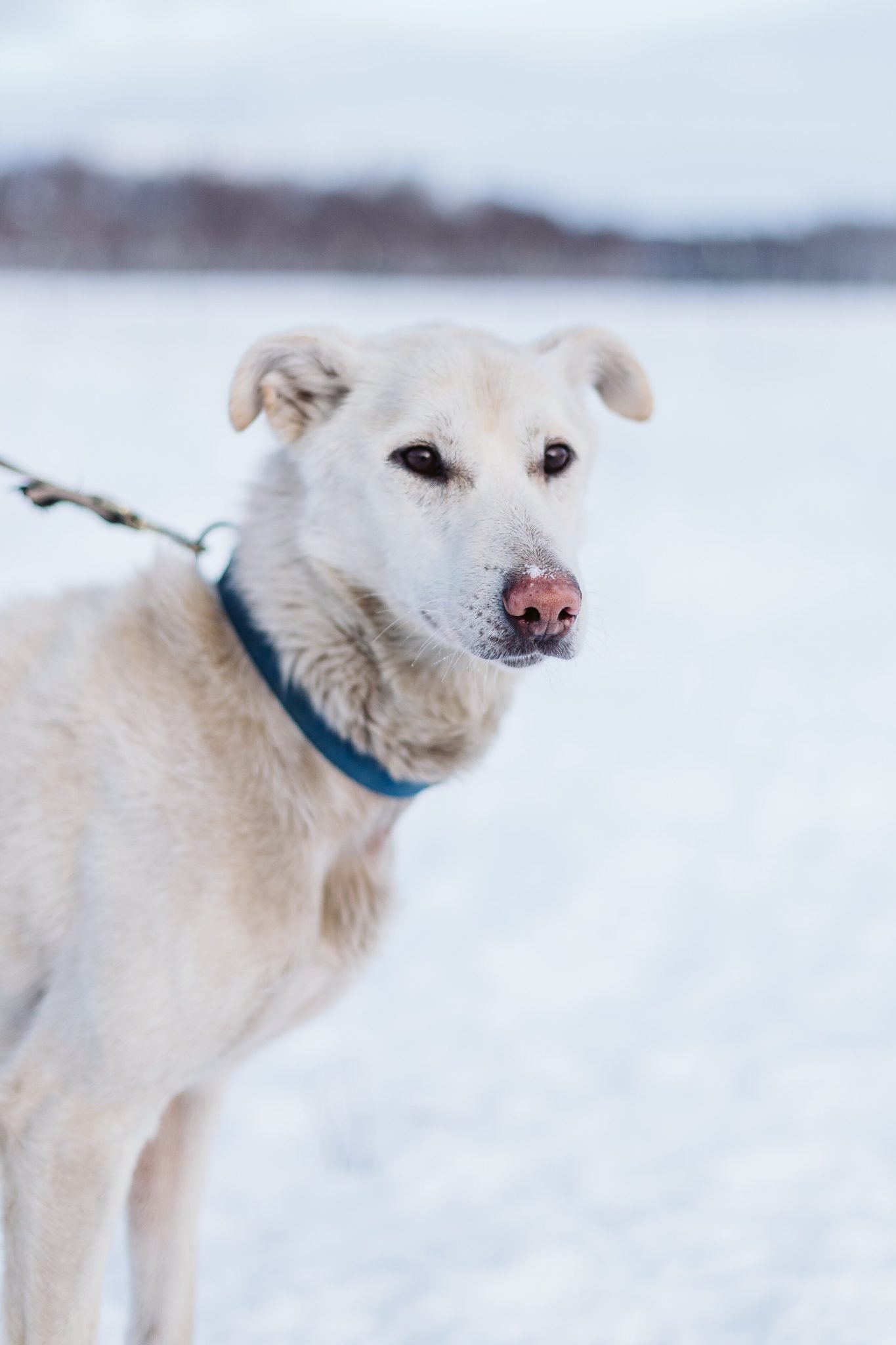 sled dog huskie