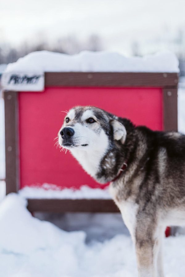 sled dog huskie