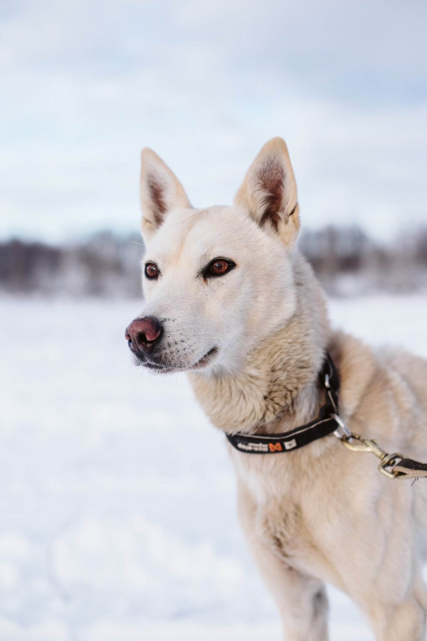 alaska sled dog