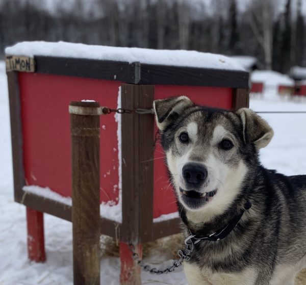 alaska sled dog mushing