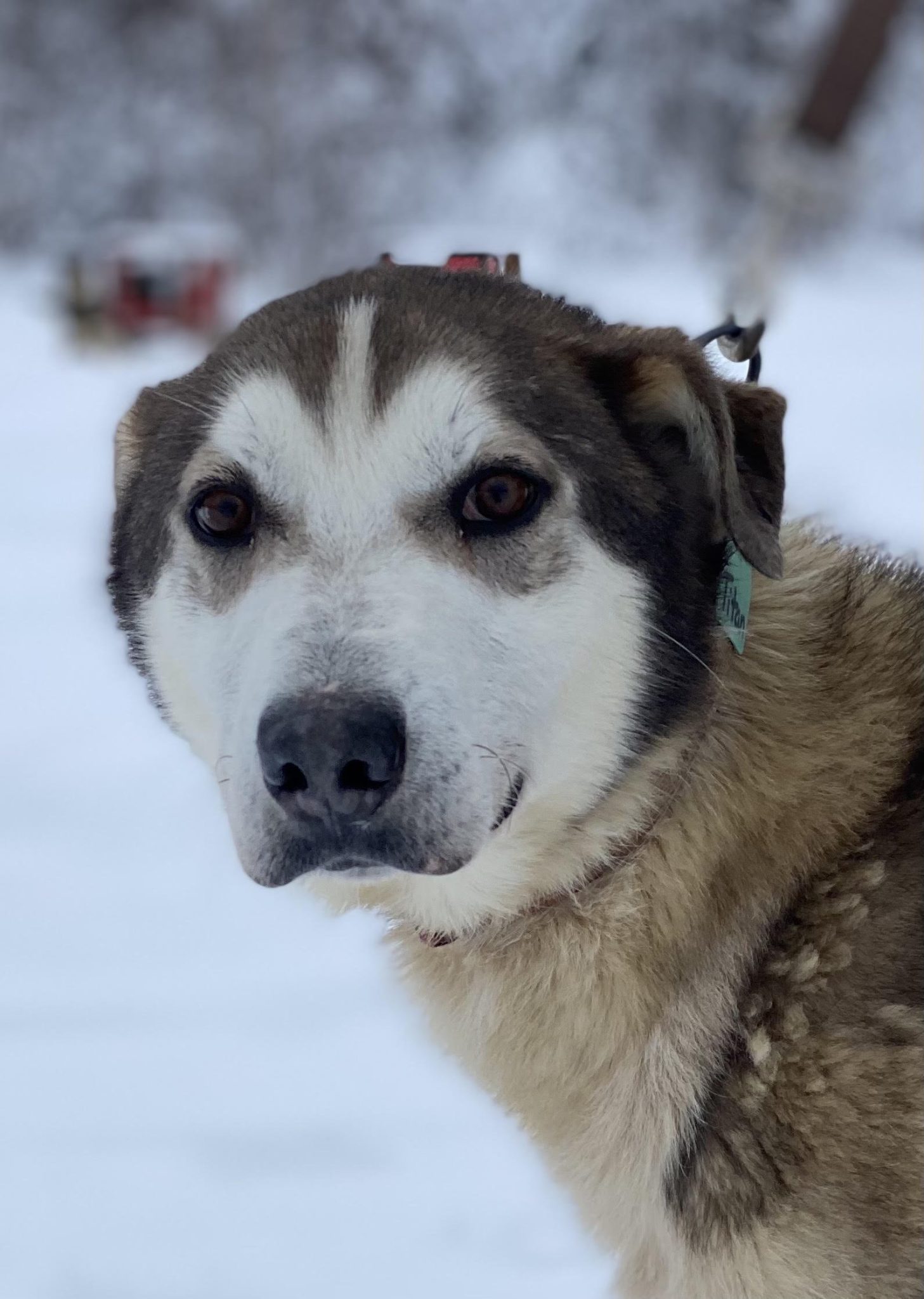 sled dog racer